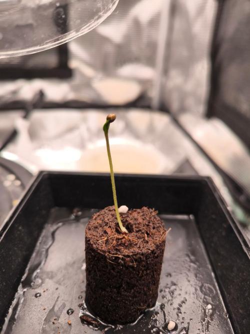 Second grow, validation. Week 0 - First helmet head