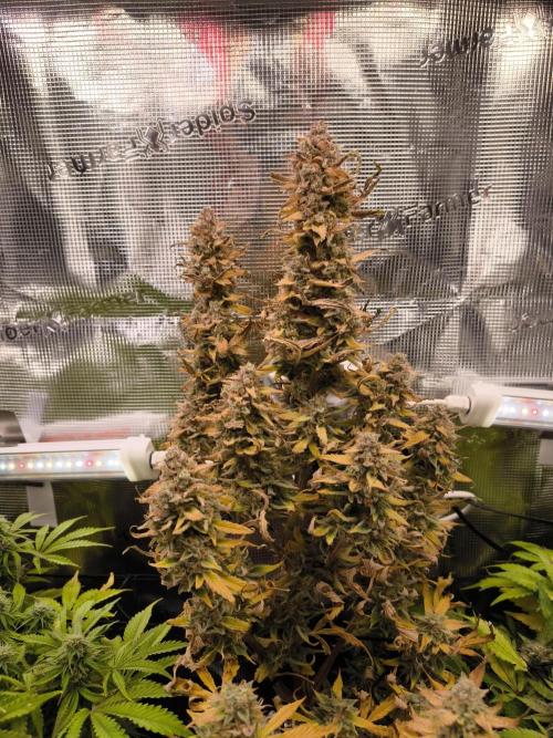 First time : Haze berry auto, NYC Sour D. Week 12 - 12/01 haze berry