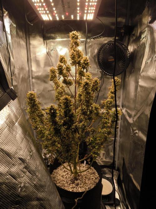 First time : Haze berry auto, NYC Sour D. Week 12 - 12/01 haze berry