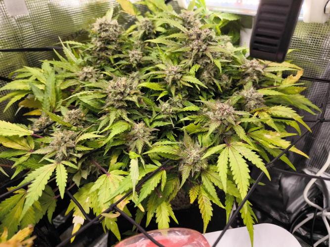 First time : Haze berry auto, NYC Sour D. Week 12 - 12/01 blue cheese 