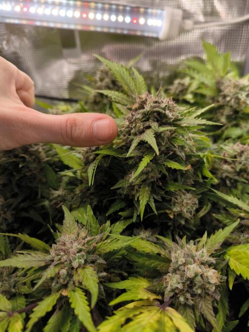 First time : Haze berry auto, NYC Sour D. Week 12 - Blue cheese has 4 mains nuggs that are massives