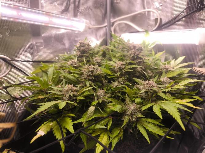 First time : Haze berry auto, NYC Sour D. Week 12 - 15/01