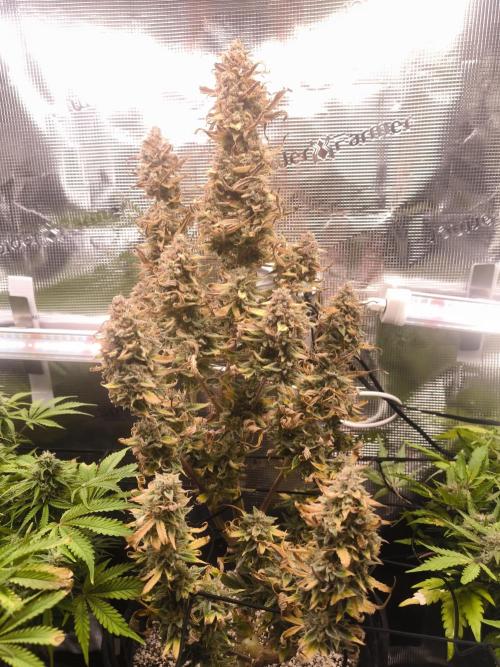 First time : Haze berry auto, NYC Sour D. Week 12 - 15/01