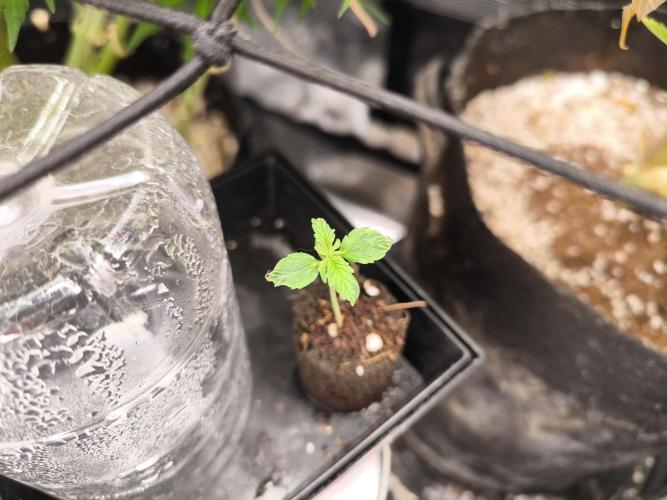 Second grow, validation. Week 1 - 16/01