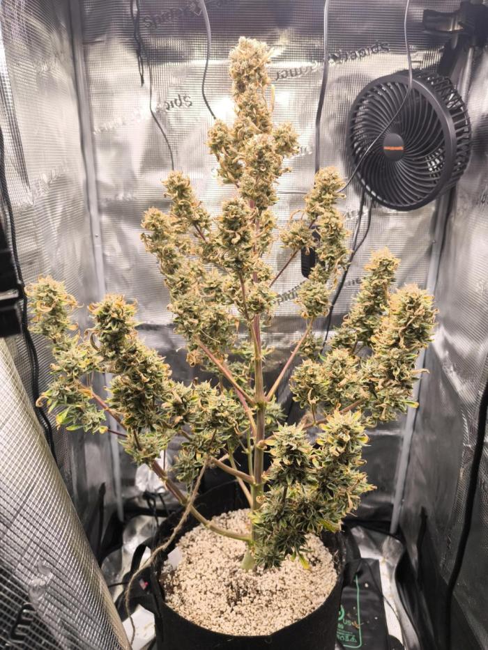 First time #1 Haze berry auto. Week 12 - 18/01