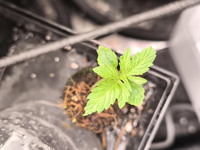 Second grow, validation. Week 2 - 18/01
