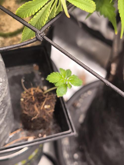 Second grow, validation. Week 2 - 18/01