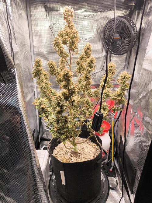 First time #1 Haze berry auto. Week 13 - 21/01
