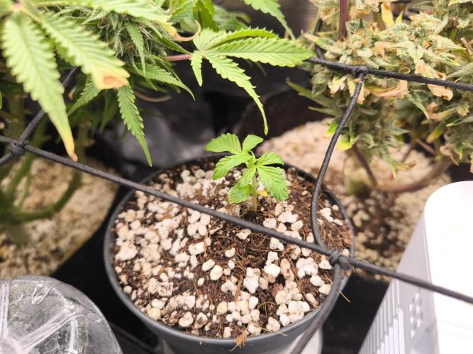 Second grow, validation. Week 2 - 21/01 potted the 20