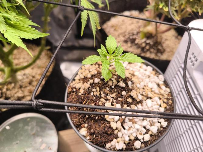 Second grow, validation. Week 2 - 23/01