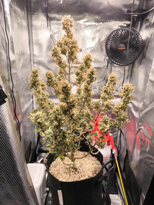 First time #1 Haze berry auto. Week 13 - 23/01