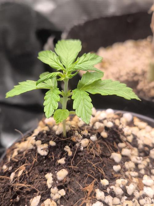 Second grow, validation. Week 3 - 25/01