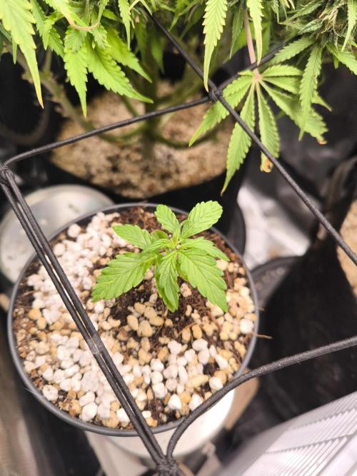 Second grow, validation. Week 3 - 24/01