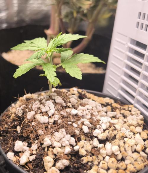 Second grow, validation. Week 3 - 26/01