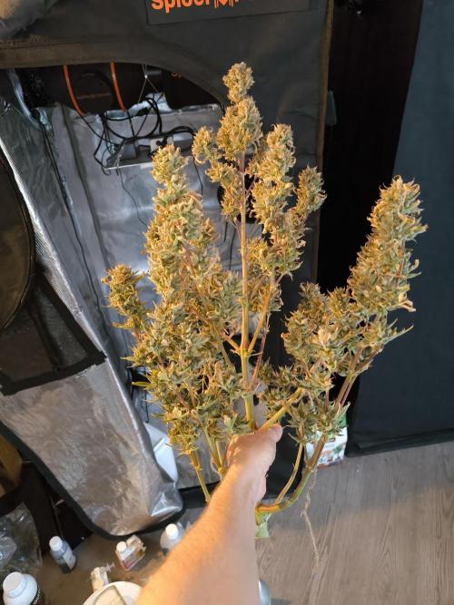 First time #1 Haze berry auto. Week 14 - Quite heavy though 