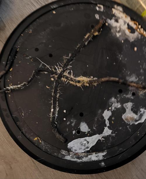 First time #1 Haze berry auto. Week 14 - Happy root happy plant