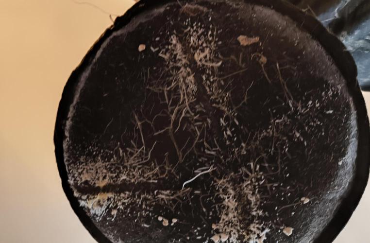 First time #1 Haze berry auto. Week 14 - The amount is insane