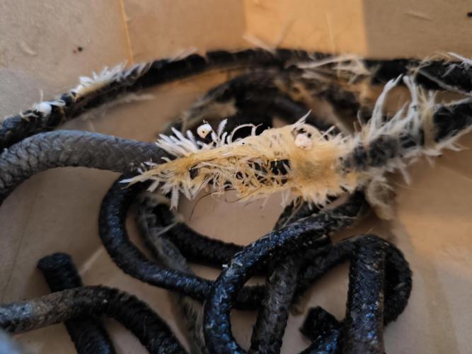 First time #1 Haze berry auto. Week 14 - Found some part like that