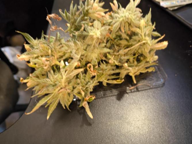 First time #1 Haze berry auto. Week 14 - Popcorn bud cut for fresh Rosin 