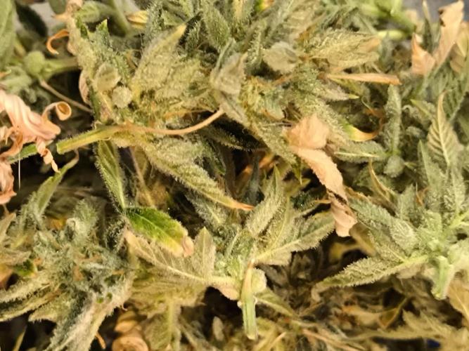 First time #1 Haze berry auto. Week 14 - Even though it's only the bottom one, they're super frosty 