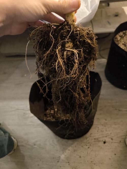 First time #1 Haze berry auto. Week 14 - The main root zone was quite "small" but so many roots.