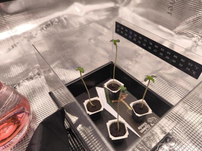 First grow, second haze berry auto. Week 1