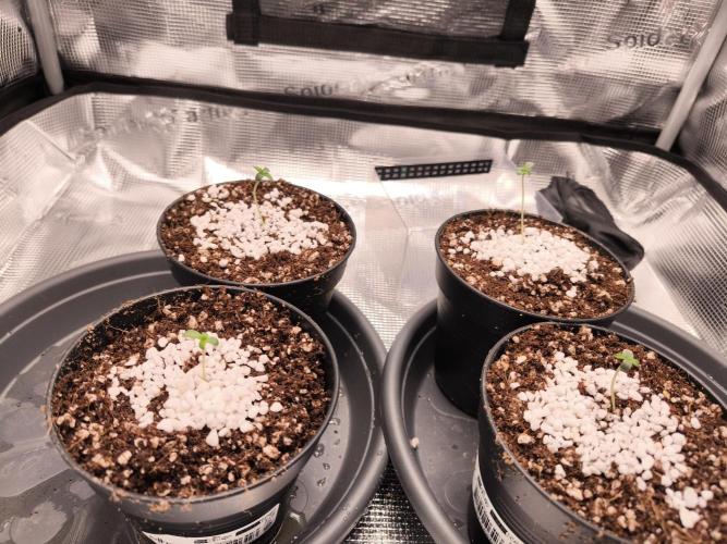 First grow, second haze berry auto. Week 1