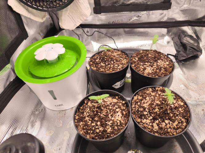 First grow, second haze berry auto. Week 1