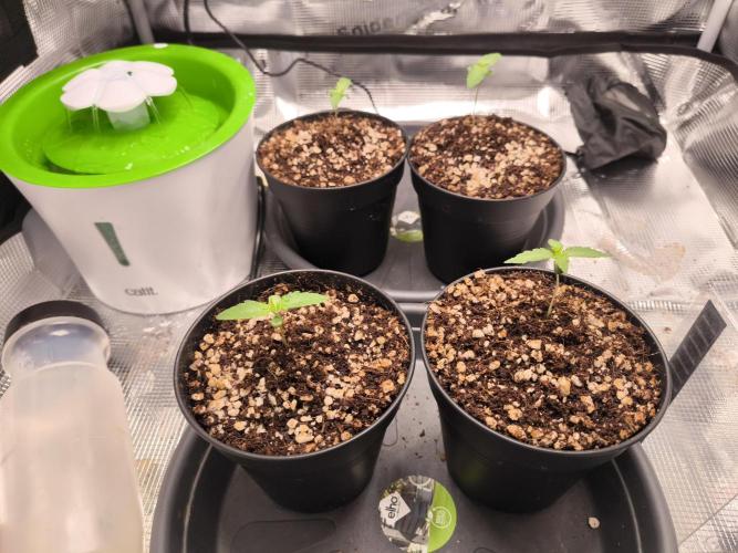 First grow #3 haze berry auto. Week 2