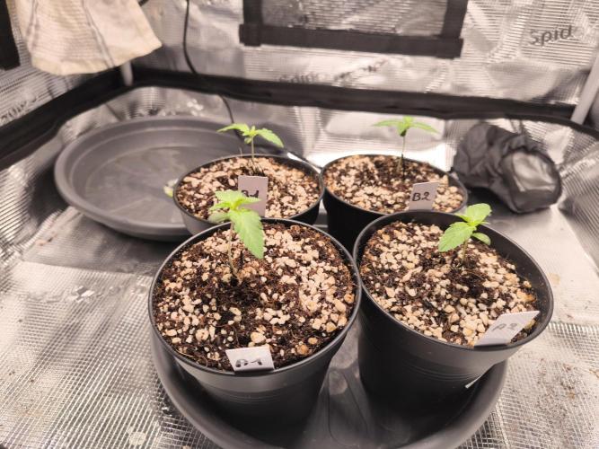 First grow #3 haze berry auto. Week 2