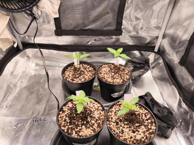 First grow #3 haze berry auto. Week 2