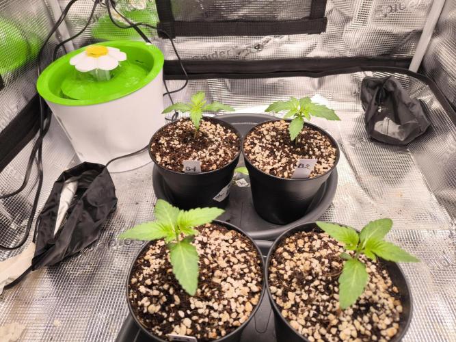 First grow #3 haze berry auto. Week 3