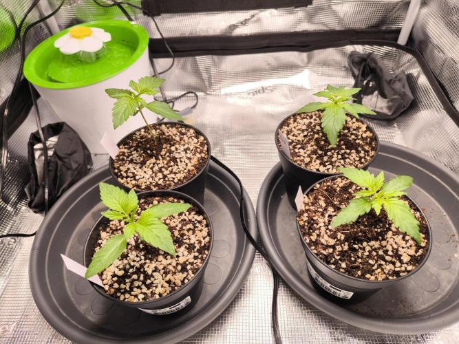 First grow #3 haze berry auto. Week 3