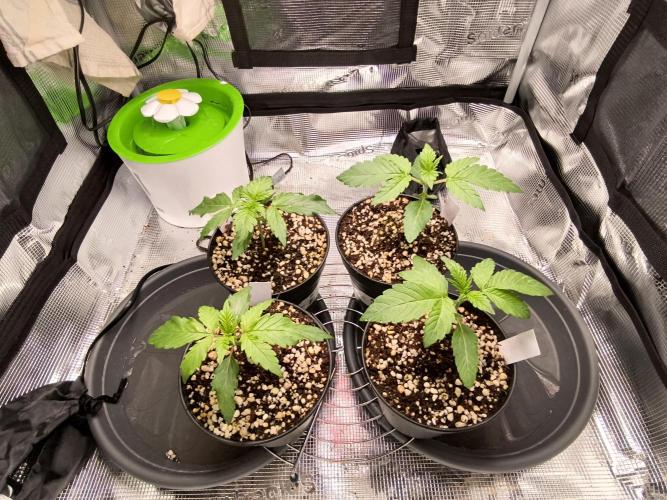 First grow #3 haze berry auto. Week 3