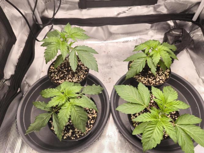 First grow #3 haze berry auto. Week 4