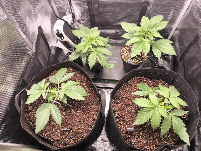 First grow #3 haze berry auto. Week 4