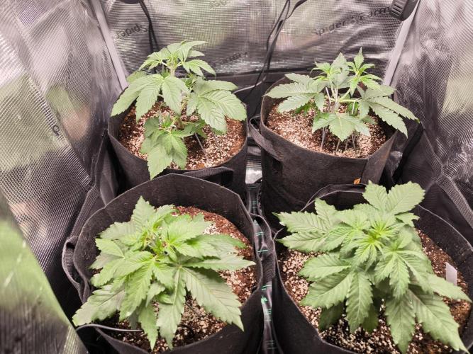 First grow #3 haze berry auto. Week 5