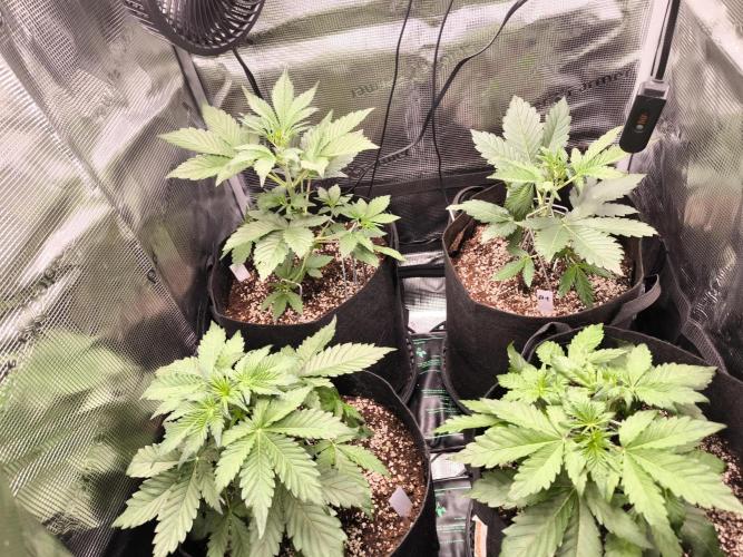 First grow #3 haze berry auto. Week 5