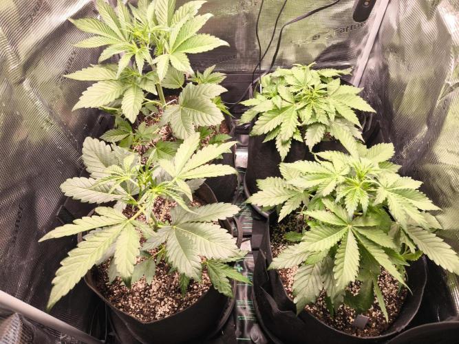 First grow #3 haze berry auto. Week 5