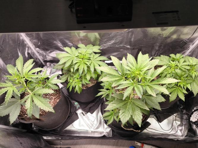 First grow #3 haze berry auto. Week 5