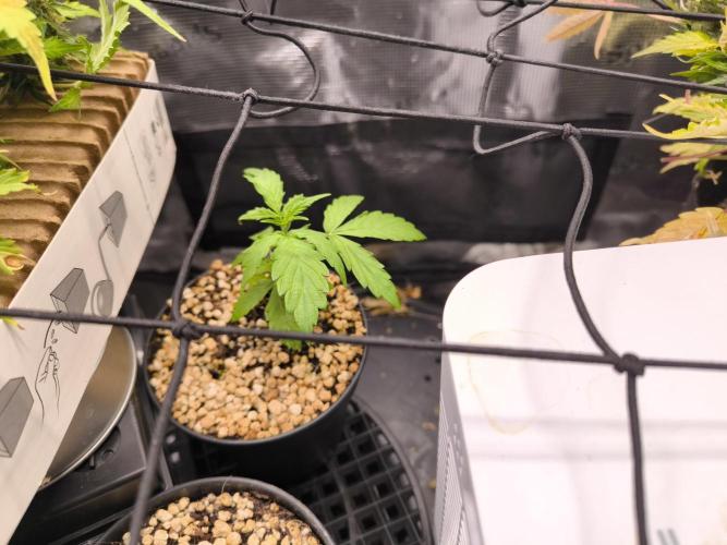 Validation #5 Sticky beast auto. Week 4