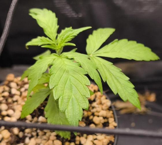 Validation #5 Sticky beast auto. Week 4