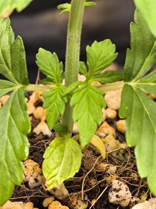 Validation #5 Sticky beast auto. Week 4