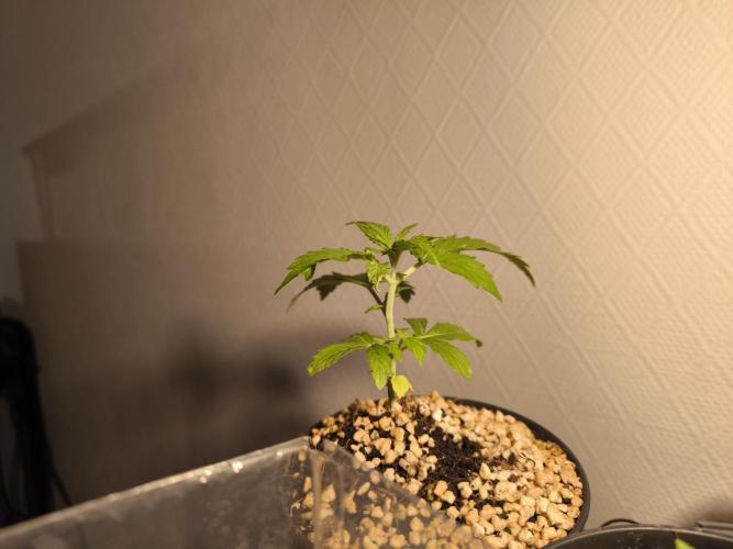 Validation #5 Sticky beast auto. Week 4