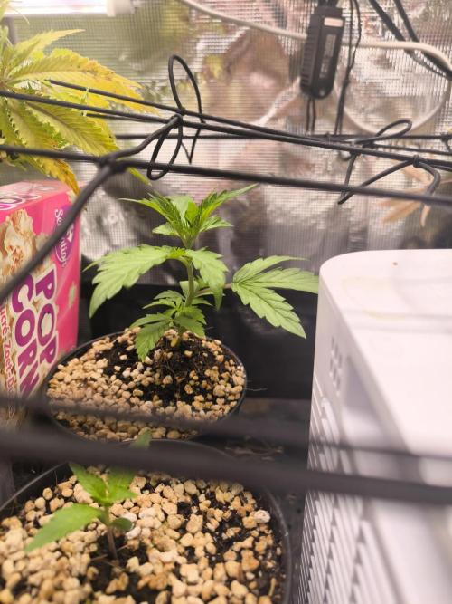 Validation #5 Sticky beast auto. Week 4