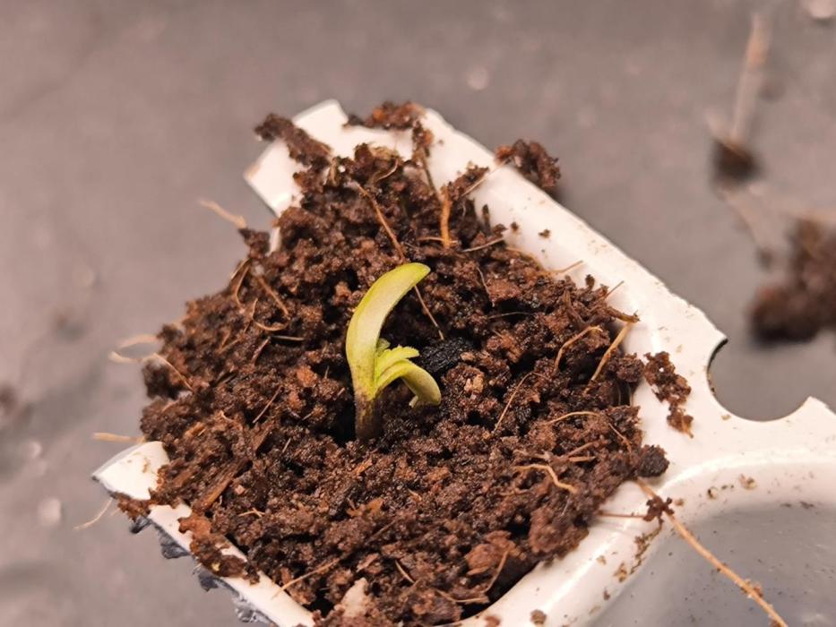 #6 Lemon Cherry Cookies Auto - fastbuds. Week 0 - Over watered her a little bit. Totally mb
20/01 J-0