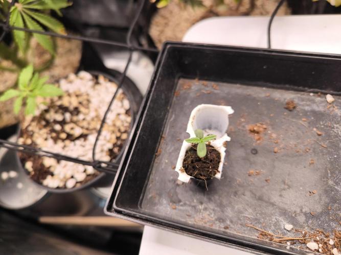 #6 Lemon Cherry Cookies Auto - fastbuds. Week 1