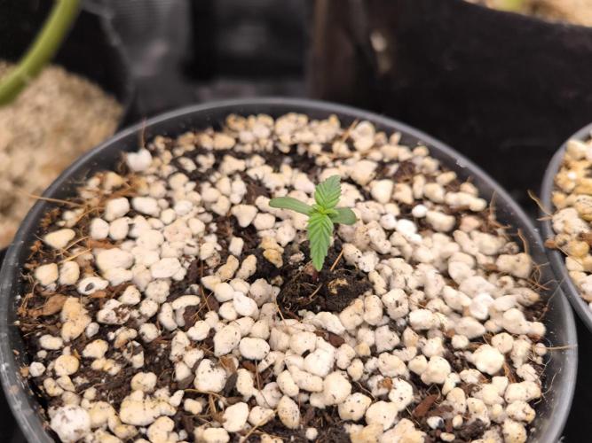 #6 Lemon Cherry Cookies Auto - fastbuds. Week 1