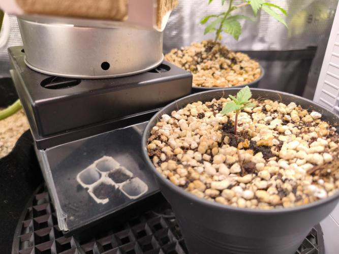 #6 Lemon Cherry Cookies Auto - fastbuds. Week 2