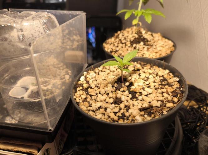 #6 Lemon Cherry Cookies Auto - fastbuds. Week 2